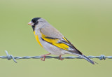 Lawrences goldfinch