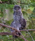 great gray owl chick