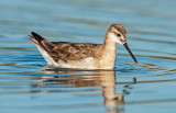 wilsons phalarope