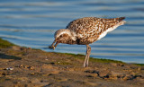Black bellied plover with crab