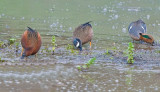 The three teals - cinnamon, blue winged, and green winged.