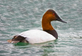 canvasback (male)