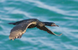 brandts cormorant