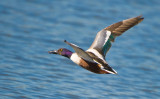 northern shoveler