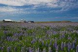 Lupins and Farm