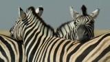 Etosha