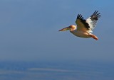 Pelican, Lake Nakuru in Kenya 