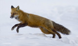 renard roux / red fox