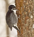 pic a dos noir / black-backed woodpecker
