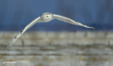 harfang des neiges / snow owl