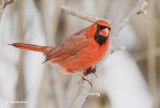 cardinal / northern cardinal