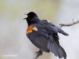 carouge a épaulettes / red-winged blackbird