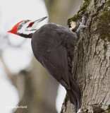 grand pic / pilated woodpecker