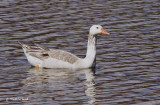 bernache leucique / canada goose