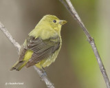 piranga carlate / scarlet tanager (femele)