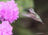 colibri a gorge rubis / hummingbird