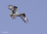 balbuzard pecheur / osprey
