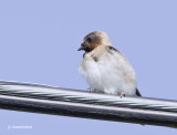 hirondelle a front blanc juv. / cliff swallow