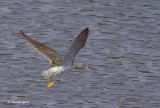 petit chevalier / lesser yellowlegs