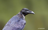 grand corbeau / common raven