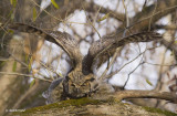 grand duc d'amérique / great horned owl