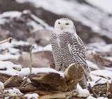harfang des neiges / snowy owl