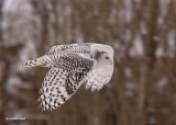 harfang des neiges / snow owl