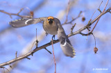 jaseur boral / boreal waxwing