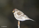 sizerin flamm / common redpoll