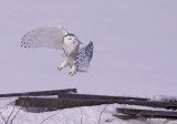 harfang des neiges/ snow owl