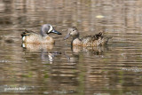 sarcelle-a-ailes-bleue / blue winged teal