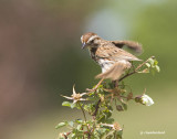 bruant chanteur / song sparrow