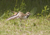 pluvier kildir / killdeer