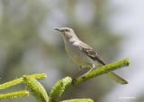 moqueur polyglote / northern mockingbird