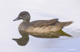 canard branchu / wood duck