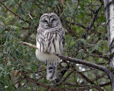 barred owl / chouette raye.