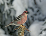 grosbeak.251.jpg