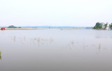 A Farmall 450 sits on a narrow strip of dry land, surrounded by flooded fields