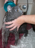 Giving the cat a bath