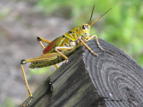 Eastern Lubber Grasshopper