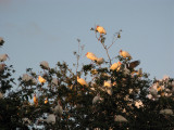 White Ibis