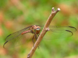 Roseate Skimmer