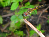 Blue Dasher female