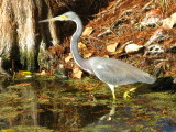 Tricolored Heron