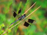 Band-winged Dragonlet male