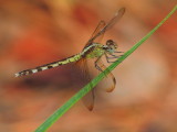 Band-winged Dragonlet female