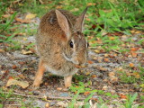 Eastern Cottontail Rabbit