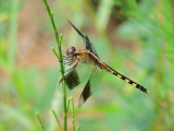 Band-winged Dragonlet  - male