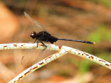 Pin-tailed Pondhawk