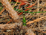 Eastern Pondhawk female